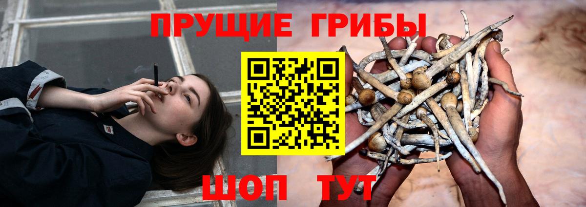 Псилоцибиновые грибы GOLDEN TEACHER  Галлюциногенные грибы MAGIC MUSHROOMS  Тайшет  Вход с VPN 